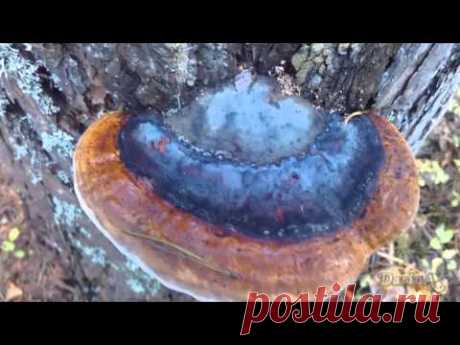 Не съедобные грибы