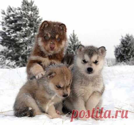Якутские лайки