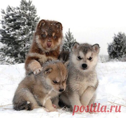 Якутские лайки