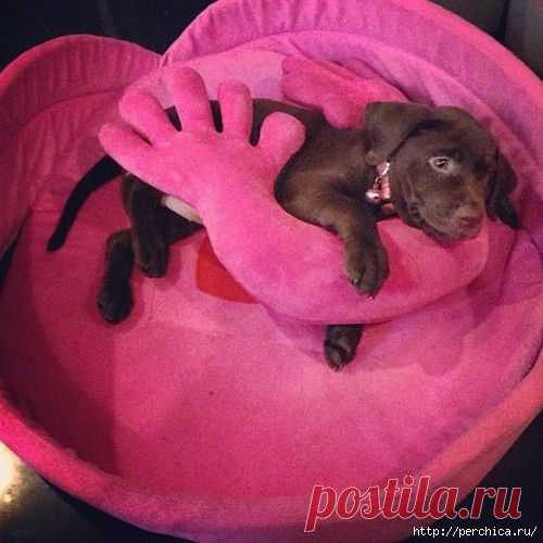 Диванчик для любимого маленького собачки или кошки