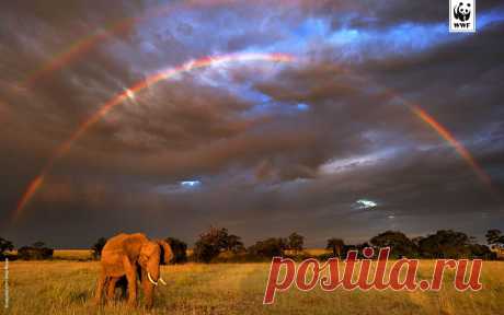 elephant_wallpaper_2.jpg (1920×1200)