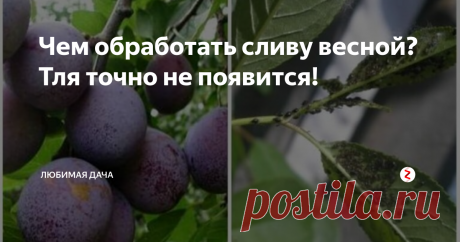 Чем обработать сливу весной? Тля точно не появится! Тля очень плодовита и отличается чрезмерным аппетитом. Если своевременно не начать борьбу с ней, то она изживет облюбованное растение в короткие сроки. Питается вредитель соками растений, что неотвратимо приводит к ухудшению здоровья посадок, заражению их вирусами, засыханию листвы и как следствие к малочисленному урожаю. Зимует всепоглощающая тля в фазе яиц, на опавших листьях и молоденьких побег