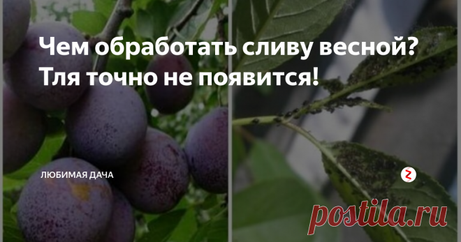 Чем обработать сливу весной? Тля точно не появится! Тля очень плодовита и отличается чрезмерным аппетитом. Если своевременно не начать борьбу с ней, то она изживет облюбованное растение в короткие сроки. Питается вредитель соками растений, что неотвратимо приводит к ухудшению здоровья посадок, заражению их вирусами, засыханию листвы и как следствие к малочисленному урожаю. Зимует всепоглощающая тля в фазе яиц, на опавших листьях и молоденьких побег