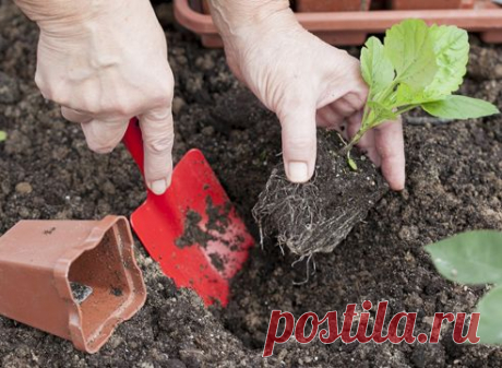 Как вырастить однолетнюю астру из семян