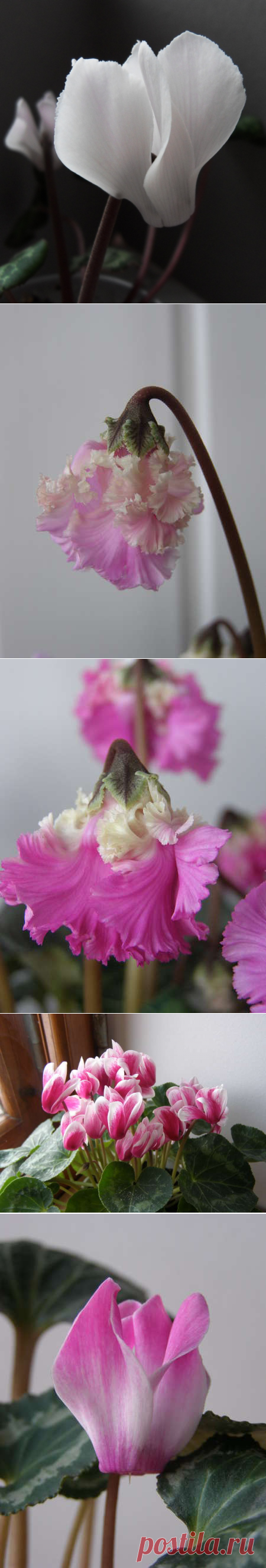 Бутоны и цветы цикламенов - крупным планом - Форум цветоводов Фрау Флора