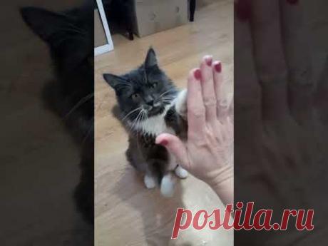 Муся, дай пять! Дрессированная кошка