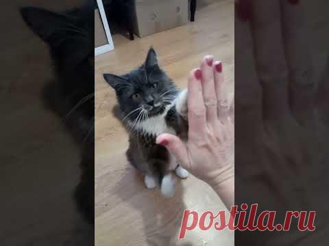 Муся, дай пять! Дрессированная кошка