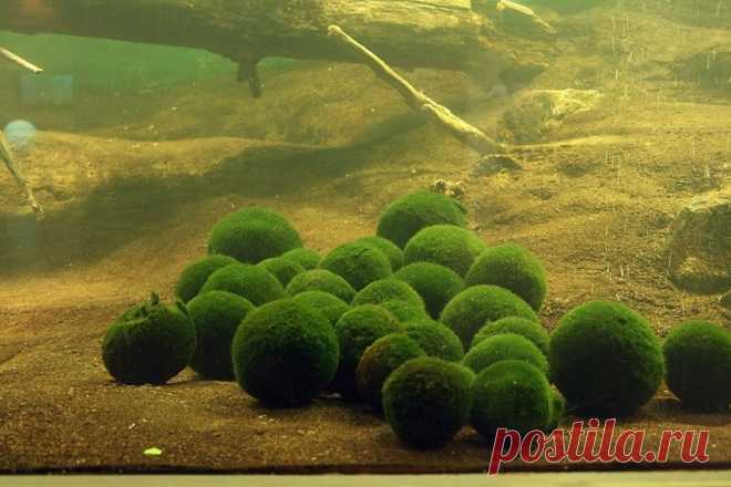 Уникальные шаровые водоросли