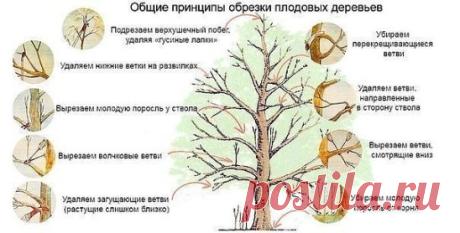 Принципы обрезки плодовых деревьев.