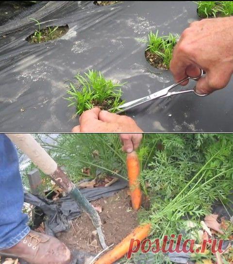 САЖАЕМ МОРКОВЬ ПО-АМЕРИКАНСКИ.АВТОР МЕТОДА ХЕРИК КИМБАЛЛ. | Самоцветик