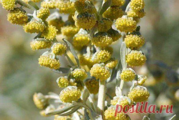 Полынь горькая - применение, свойства, лечение, рецепты