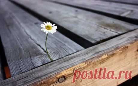 Дайте человеку цель, ради которой стоит жить, и он сможет выжить в любой ситуации.