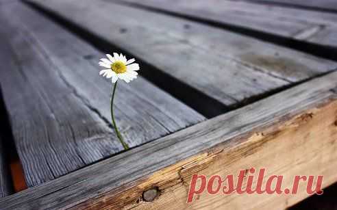 Дайте человеку цель, ради которой стоит жить, и он сможет выжить в любой ситуации.