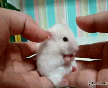 Юмор в картинках и гифках...)))