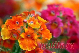 Немезия — летняя королева альпинария: выращивание и уход - Good-Tips.Pro - Полезный журнал Немезия - красиво цветущий летник, выращиваемый для художественного оформления садов и приусадебных участков. Немезия - многолетнее растение, плохо переносящее холода. -