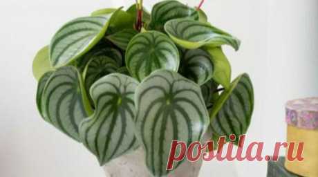 Фото: Пеперомия Аргирея (арбузная) (Peperomia argyreia) | Комнатные цветы и растения