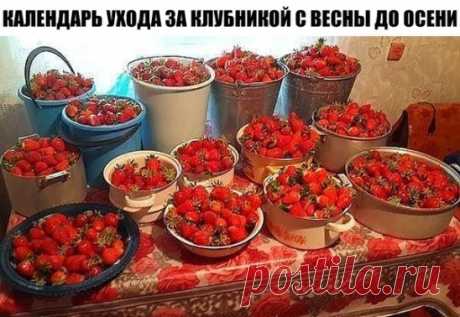 КАЛЕНДАРЬ УХОДА ЗА КЛУБНИКОЙ С ВЕСНЫ ДО ОСЕНИ.
Cохраните, чтобы не потерять!
Календарь ухода за клубникой с весны до осени. 
Клубника (садовая земляника) – довольно капризная культура. Поэтому за ней нужно тщательно ухаживать с ранней весны до поздней осени. Мы расскажем, какие работы и в какое время нужно проводить. 
За клубничной грядкой начинают ухаживать еще до того, как полностью сойдет снег (обычно в марте), а заканчивают работы с наступлением заморозков. 
Март 
Когд...