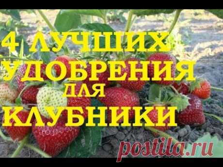 4 лучших удобрения для клубники