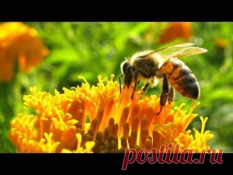 ❀ Sound Therapy ~ Hot Summer Day ~ - YouTube