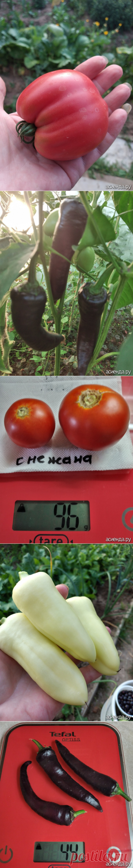 Томаты и перцы в теплице. Конец июля.: Дневник пользователя Васильева68