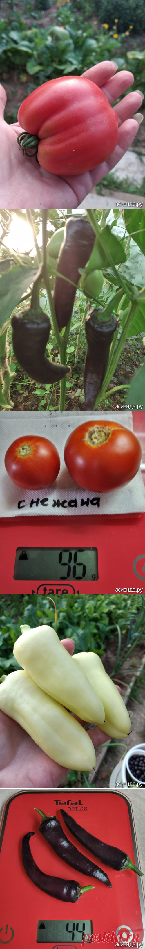 Томаты и перцы в теплице. Конец июля.: Дневник пользователя Васильева68