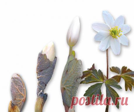 Белый лебедь. Выращиваем и ухаживаем за сангвинарией | Цветы | Дача | Аргументы и Факты