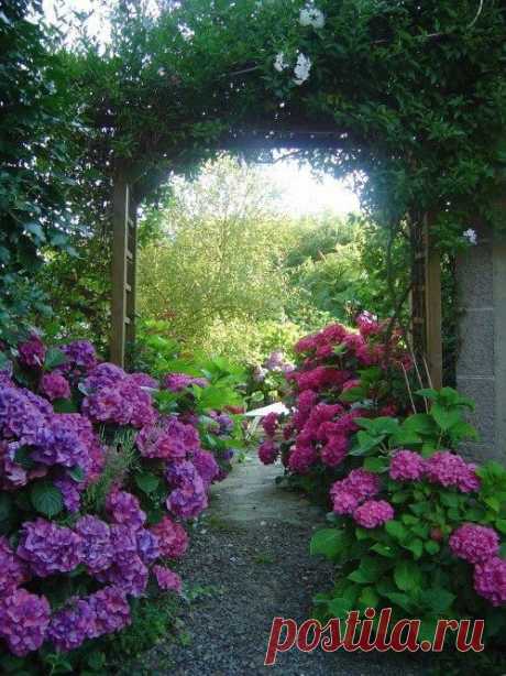 Hydrangeas!