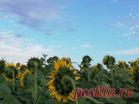 Украина, Львовская область, город Великие Мосты. Поле с подсолнухами 🌻🌻🌻