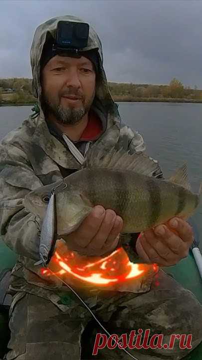 Воблер просто лучший осенью в ловле крупного окуня! На неглубоких участках вынуждает полосатых разбойников неустанно гонятся за ним! Щука тоже частенько собл...