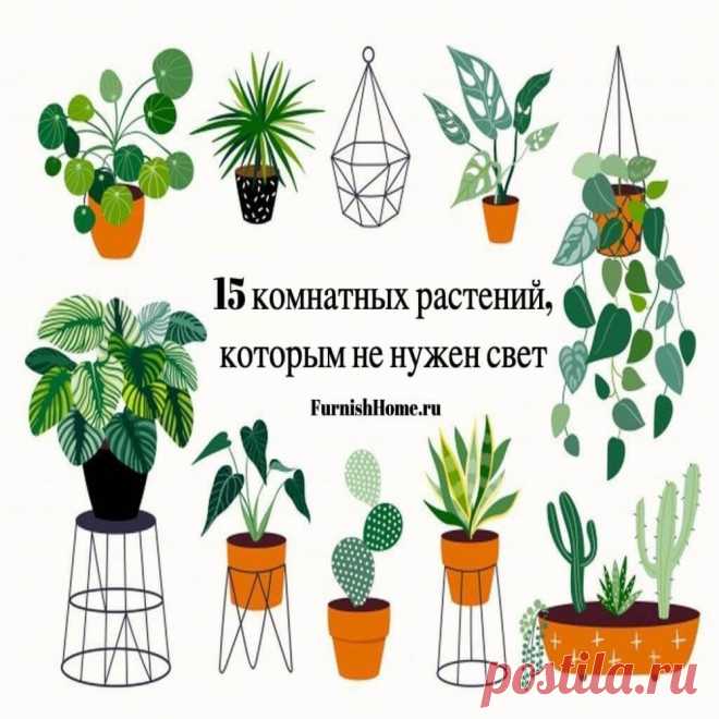 Комнатные цветы для темной комнаты: неприхотливые растения в вашем доме Если вы любите домашние растения, но окна вашей квартиры выходят на ту сторону. Сегодня мы расскажем нашим читателям о том, какие существуют комнатные растения для темных помещений.