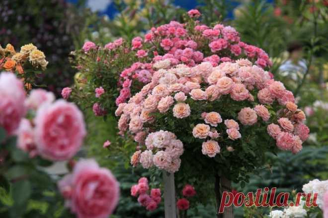 Про подкормку роз перед заморозками | 6 соток
