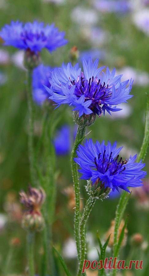 Пин на доске яРОМАШЕЧКИ