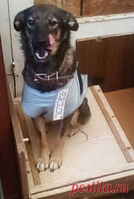 Друзья мы продолжаем нашу Новогоднюю эстафету . И сегодня ее участники - Лёля и Шурка. Две средних собачки излучающих море позитива и обаяния. У нас много мелких и средних собачек-обаяшек, но Лёлю и Шурку смело можно назвать - Обаяшечные Обаяшки. И конечно такие красотки очень хотят получить на Новый год свой маленький подарок. Какой? Решите сами))).