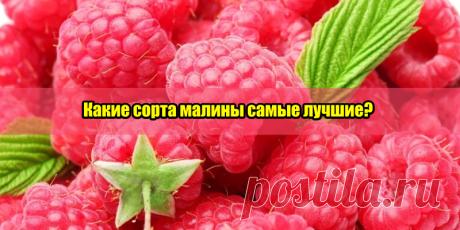 Сад Огород | Полезные советы - Part 2