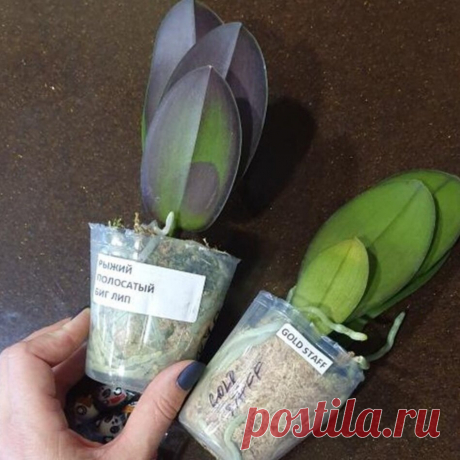 Посадка орхидеи в чистый мох: я однозначно ЗА | Олесечкины сказки | Яндекс Дзен