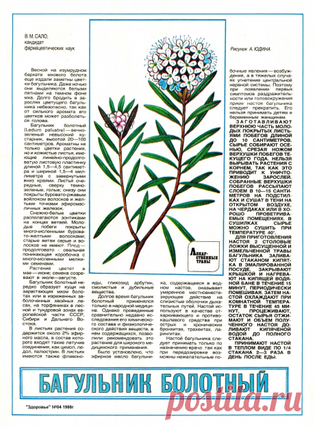 Багульник болотный