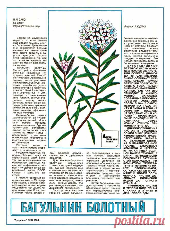 Багульник болотный