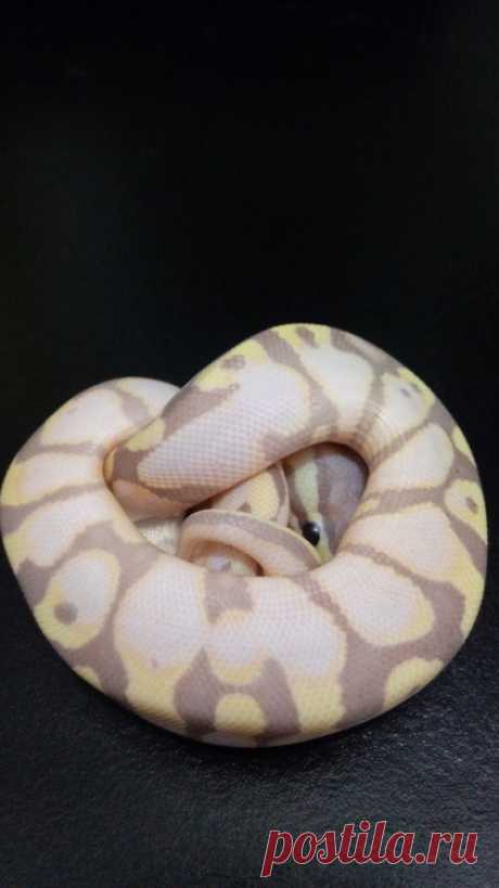 saber o no saber. - squeaklydigest: booping-the-snoot: I no scare of...