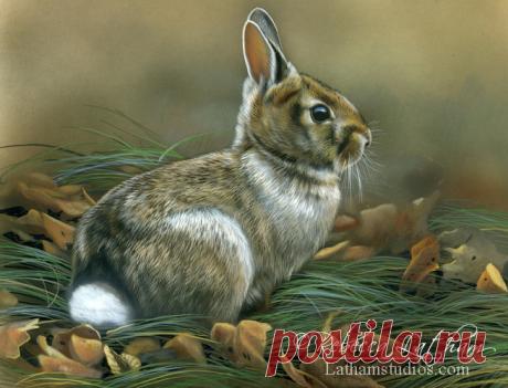 Загляните в студию — 15 января 2014 г. | Картины дикой природы и природы Ребекки Лэтэм