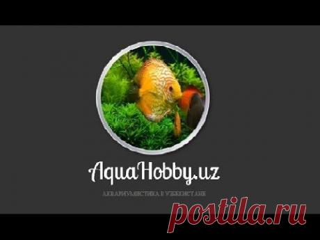 Мой новый 100 литровый аквариум - Страница 6 - Наши аквариумы - Аквариумистика в Узбекистане