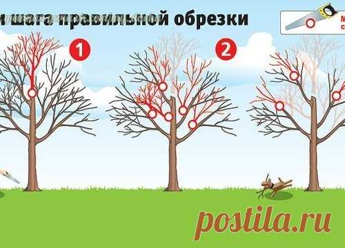 Как вернуть деревьям былую силу. Три шага правильной обрезки