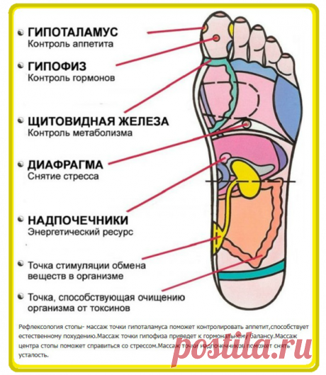 Рефлектология стопы. Что нажать когда болит...