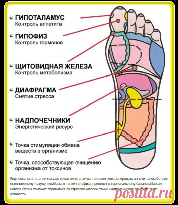 Рефлектология стопы. Что нажать когда болит...