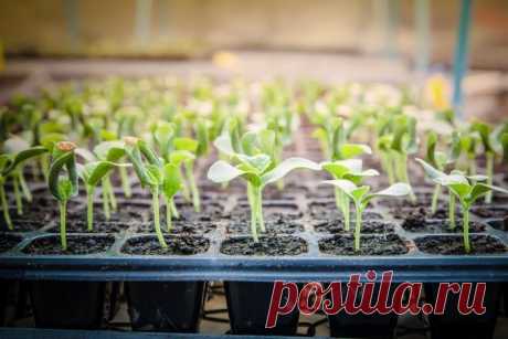 Ошибки при закаливании рассады, которые могут оказаться губительными для неё