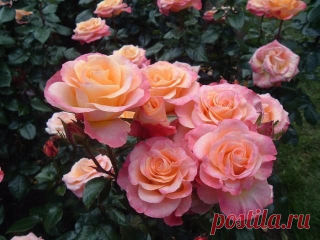 Одноклассники