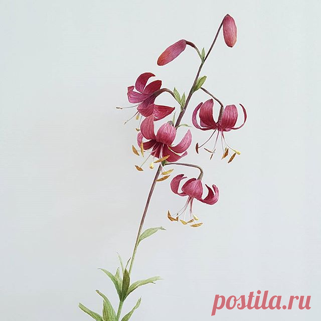 Prototype for an Autumn class.  I love the turban shape of the recurved petals. (Also, the word 'Martagon' is supposedly refers to a type of Ottoman turban.)