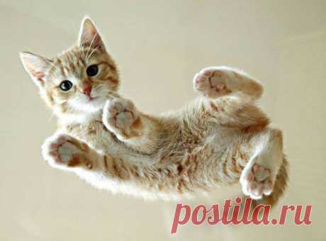 Котики: взгляд снизу | Четвероногий юмор