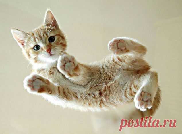 Котики: взгляд снизу | Четвероногий юмор