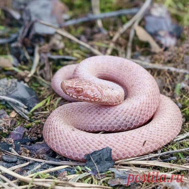 Эта информация может спасти вам жизнь! Укусила гадюка, что делать, куда бежать? | Тульский Экзотариум | Яндекс Дзен