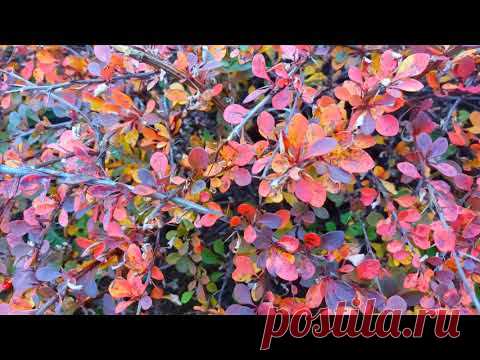"Радужный" осенний барбарис и спирея японская